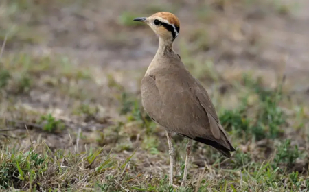 కడప: ఈ ‘కోడి’ కోసం కోట్లు ఖర్చు చేస్తూ, 40 ఏళ్లుగా వెతుకుతున్నారు..